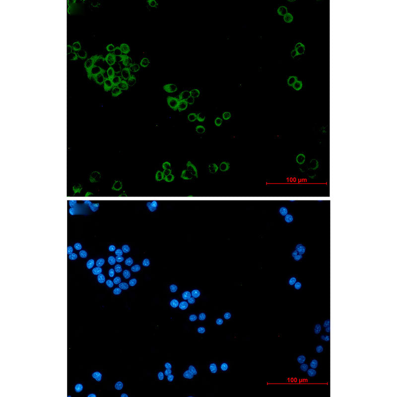 Anti-IMPDH2 Rabbit Monoclonal Antibody