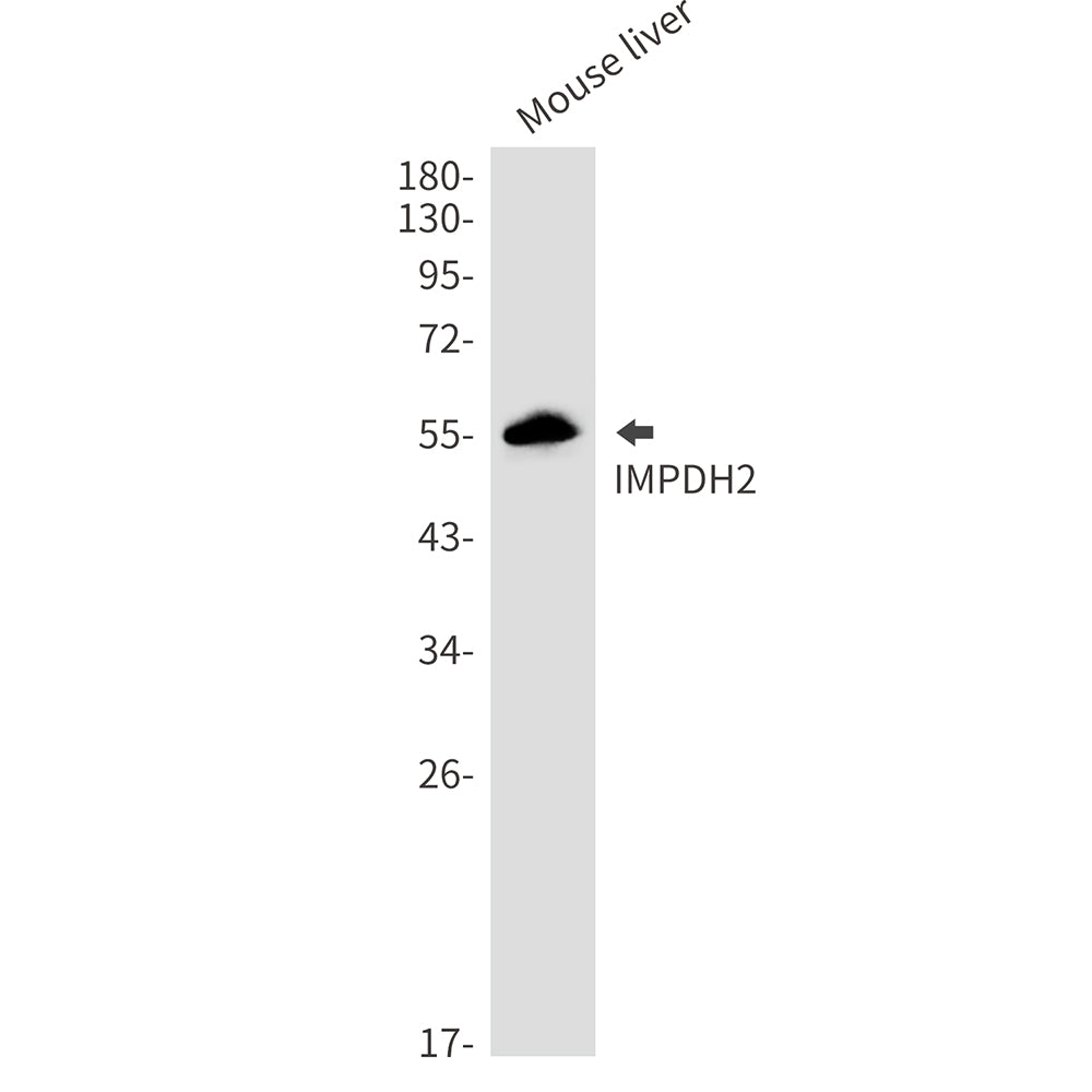 Anti-IMPDH2 Rabbit Monoclonal Antibody