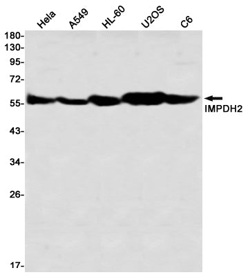 Anti-IMPDH2 Rabbit Monoclonal Antibody