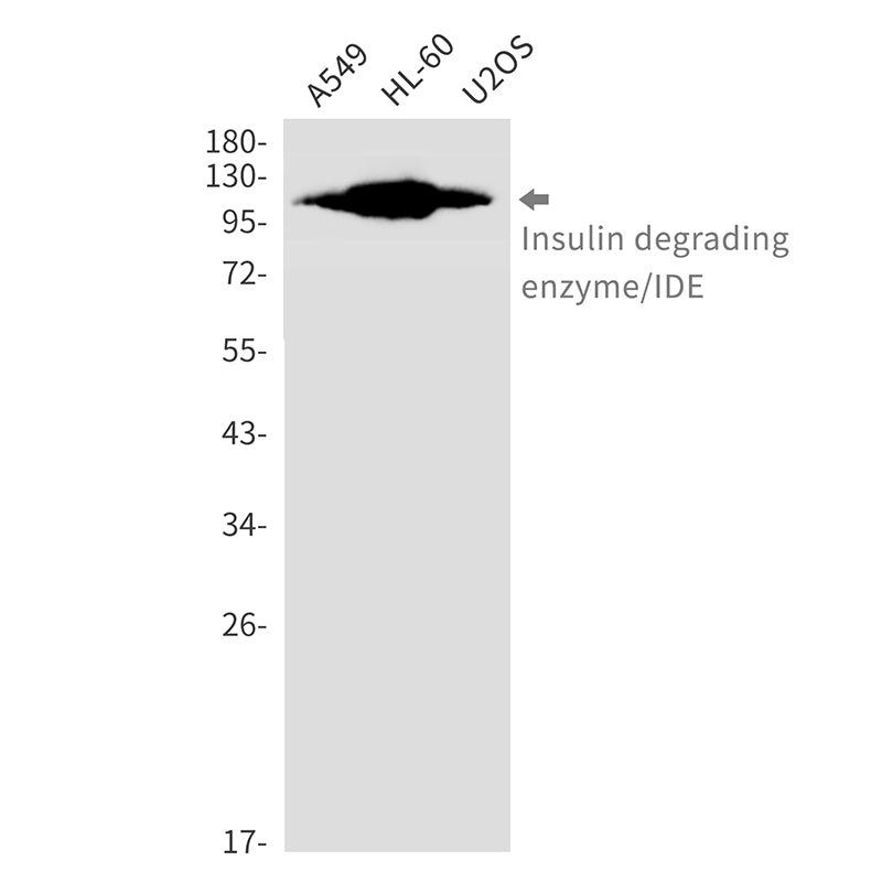Anti-Insulin Degrading Enzyme Rabbit Monoclonal Antibody