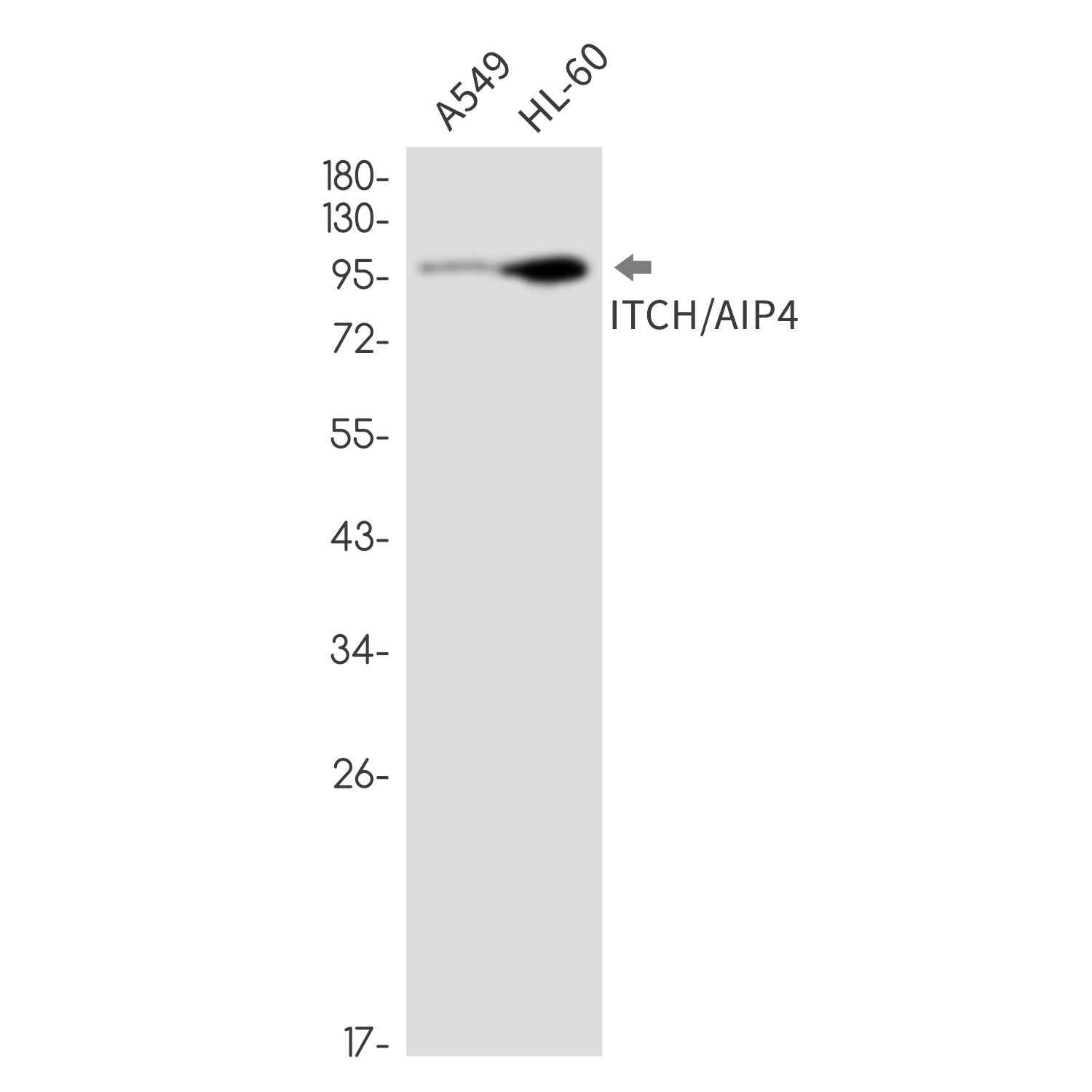 Anti-ITCH Rabbit Monoclonal Antibody