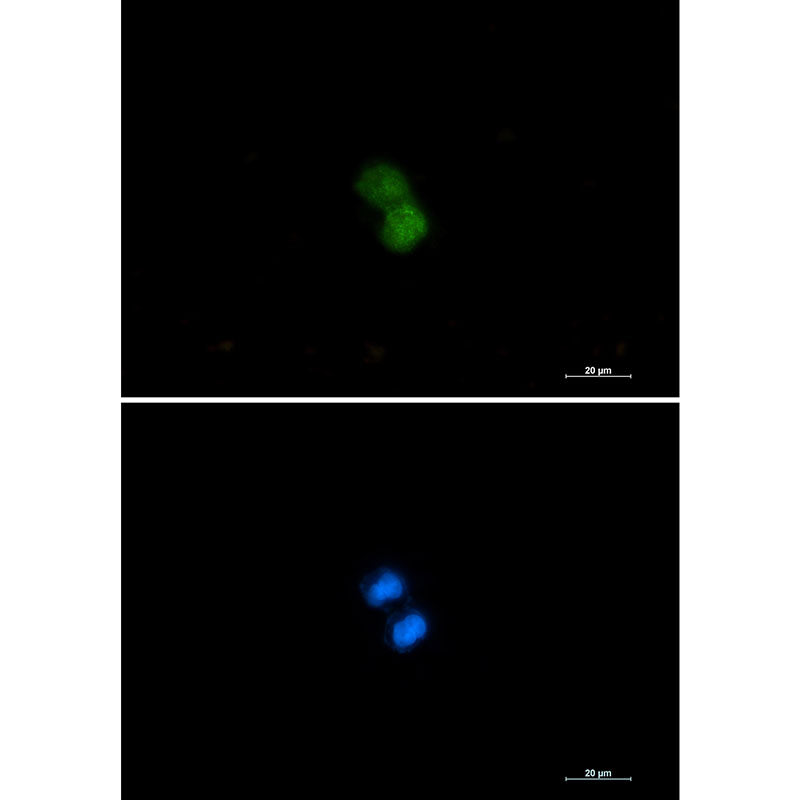 Anti-KAT7 Rabbit Monoclonal Antibody