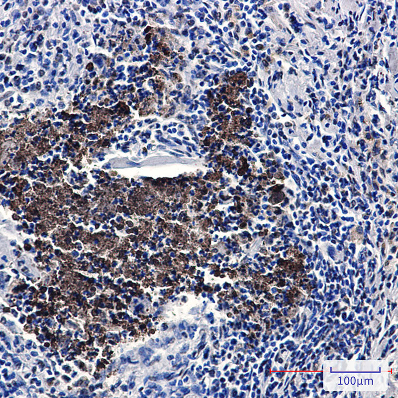Anti-KAT7 Rabbit Monoclonal Antibody