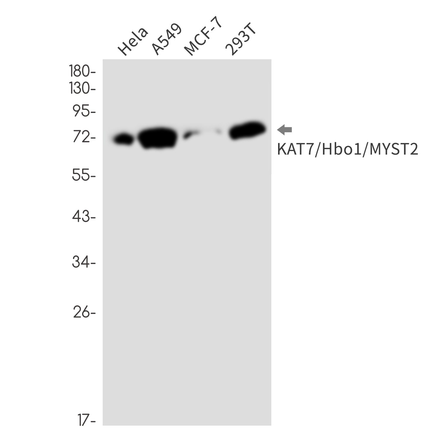 Anti-KAT7 Rabbit Monoclonal Antibody