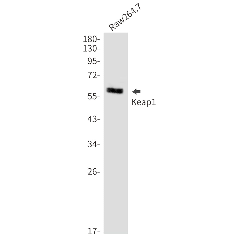 Anti-Keap1 Rabbit Monoclonal Antibody