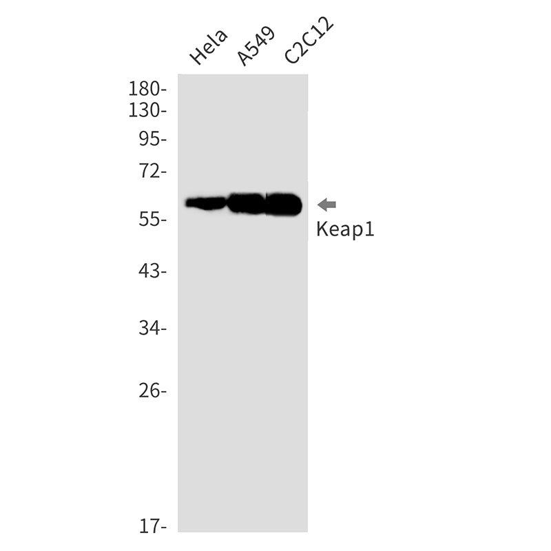 Anti-Keap1 Rabbit Monoclonal Antibody