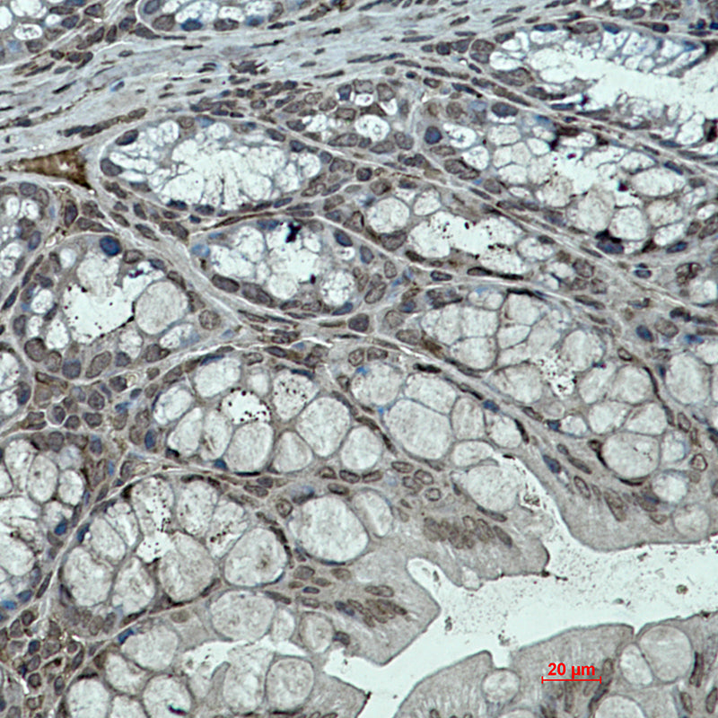 Anti-KLF4 Rabbit Monoclonal Antibody
