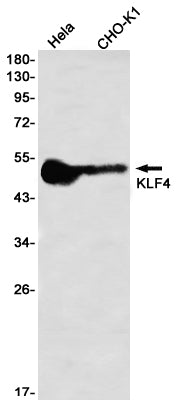 Anti-KLF4 Rabbit Monoclonal Antibody