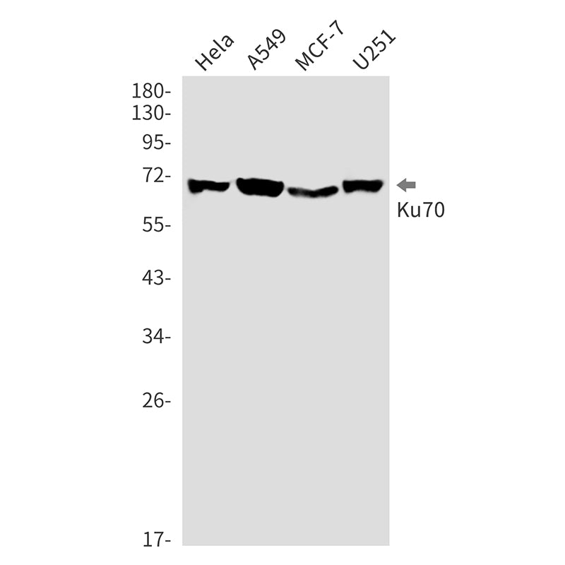 Anti-Ku70 Rabbit Monoclonal Antibody