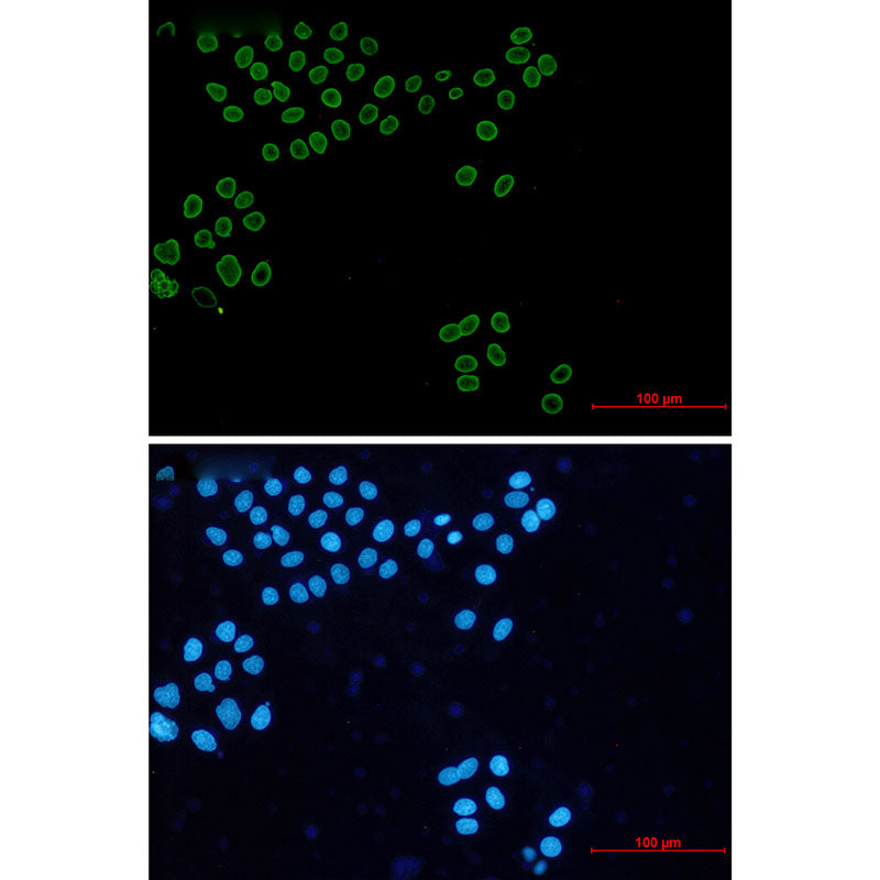 Anti-Lamin A/C Rabbit Monoclonal Antibody