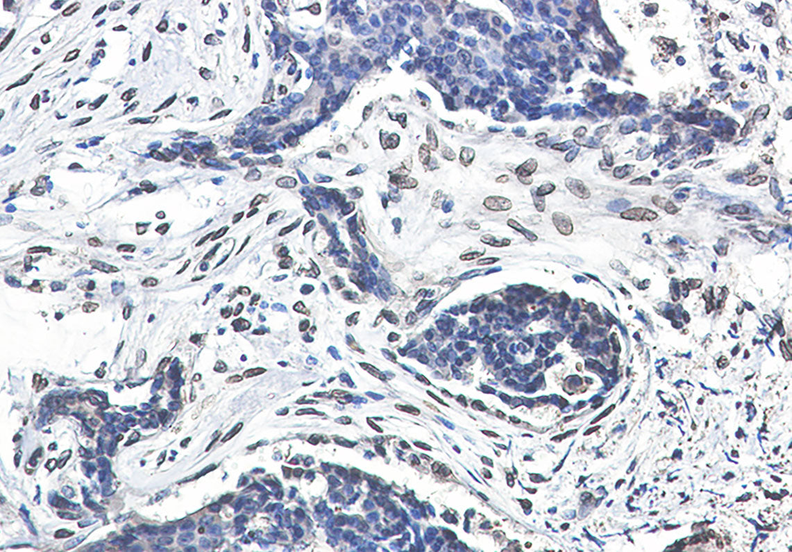 Anti-Lamin A/C Rabbit Monoclonal Antibody