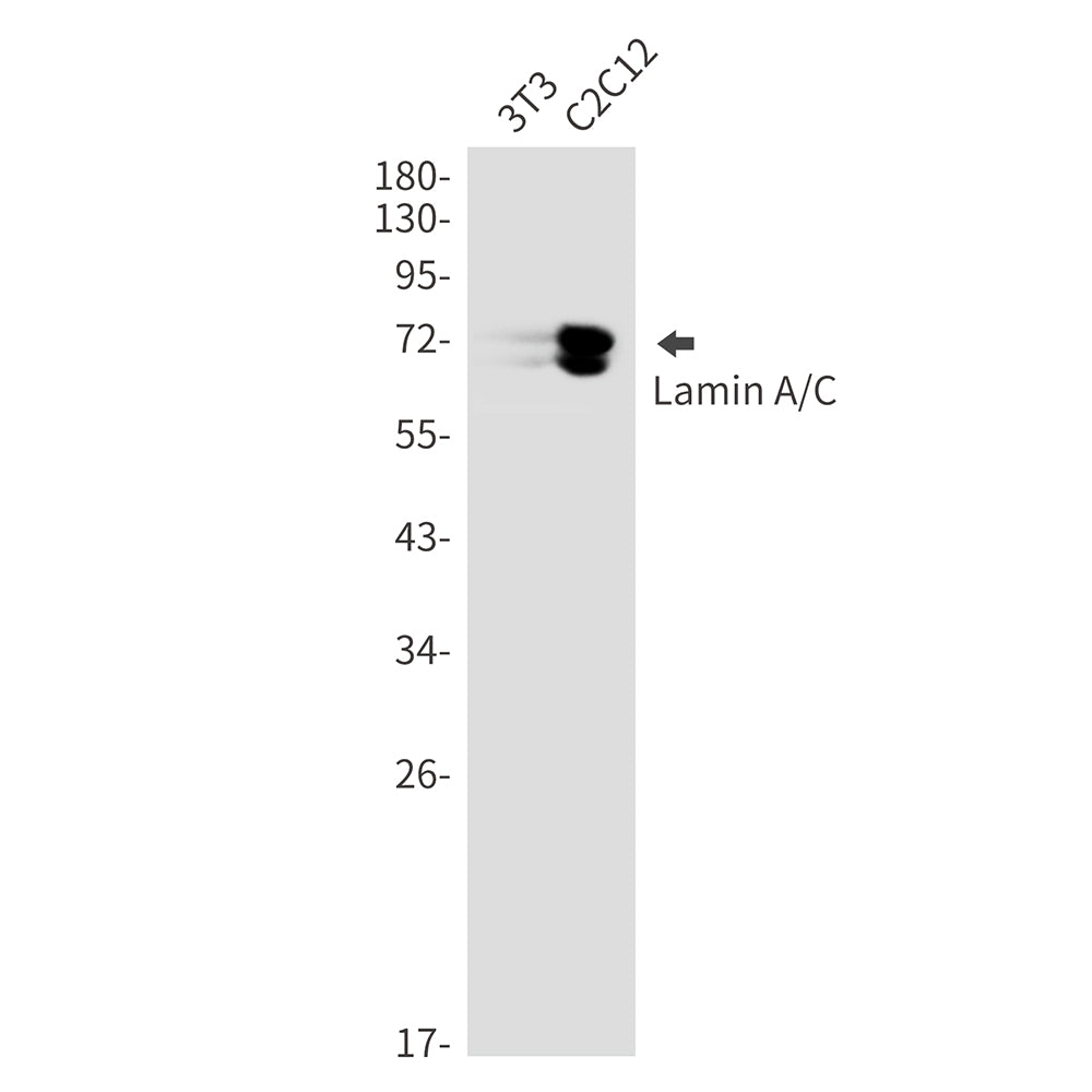 Anti-Lamin A/C Rabbit Monoclonal Antibody