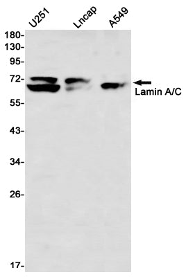 Anti-Lamin A/C Rabbit Monoclonal Antibody