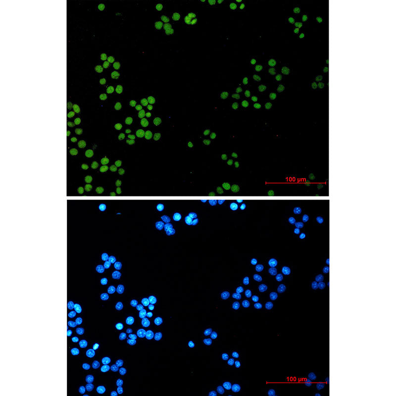 Anti-LIG1 Rabbit Monoclonal Antibody
