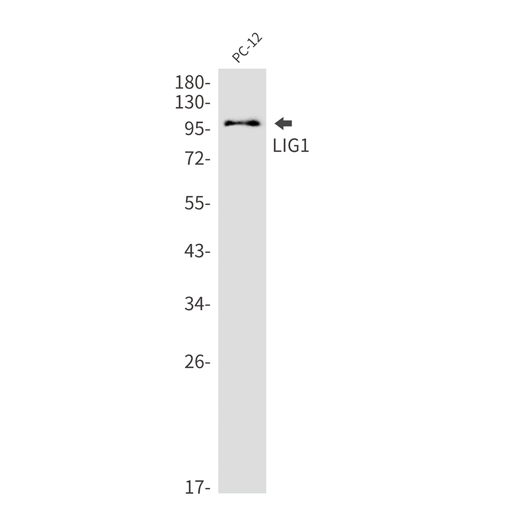 Anti-LIG1 Rabbit Monoclonal Antibody