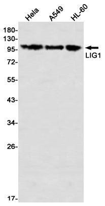 Anti-LIG1 Rabbit Monoclonal Antibody