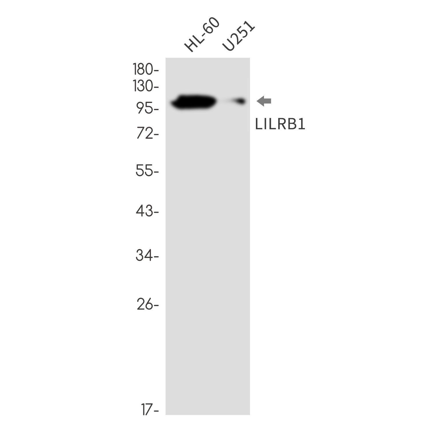 Anti-LILRB1 Rabbit Monoclonal Antibody