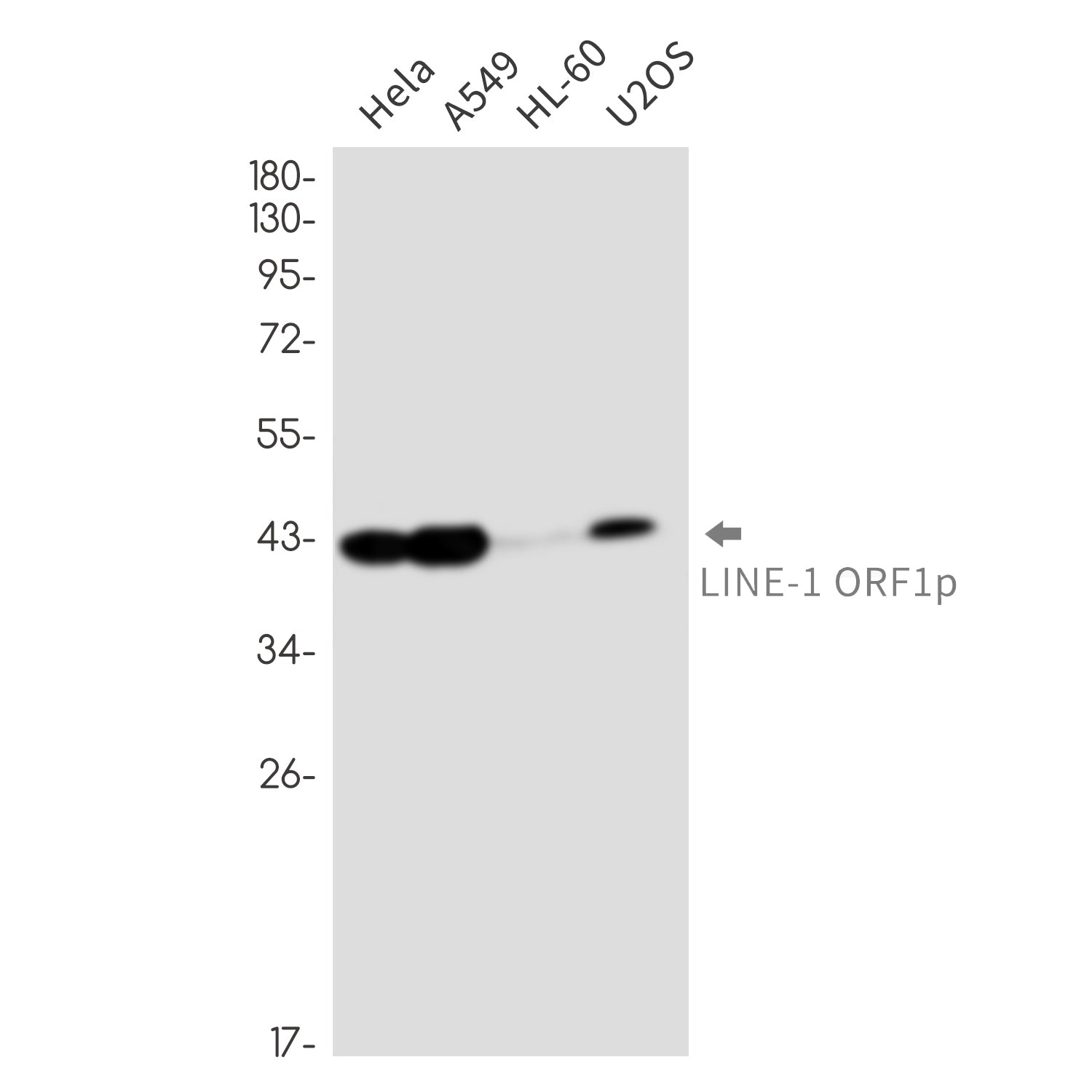 Anti-LINE 1 ORF1p Rabbit Monoclonal Antibody