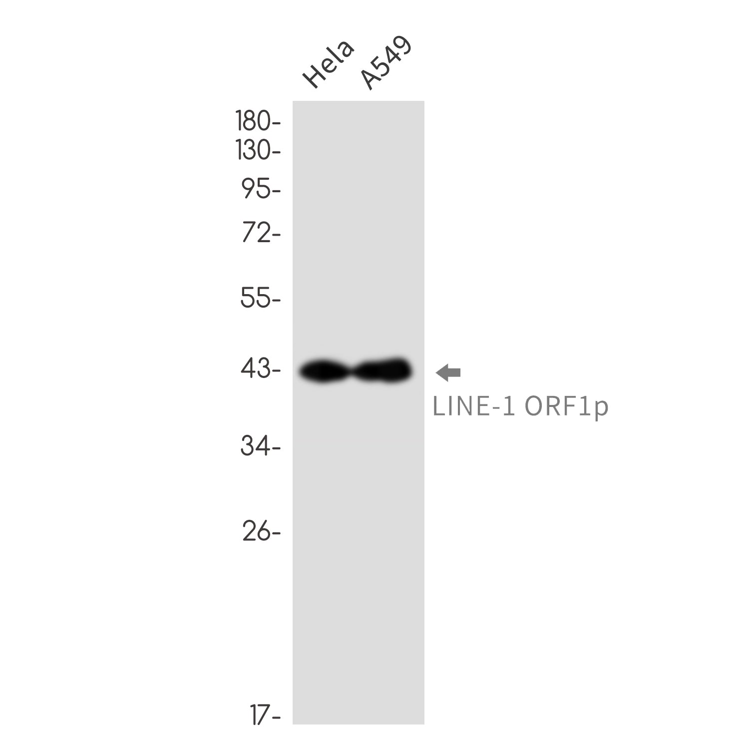 Anti-LINE 1 ORF1p Rabbit Monoclonal Antibody