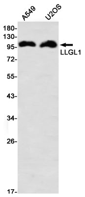 Anti-LLGL1 Rabbit Monoclonal Antibody