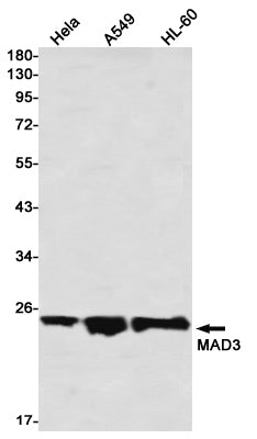 Anti-Max Dimerization Protein 3 Rabbit Monoclonal Antibody