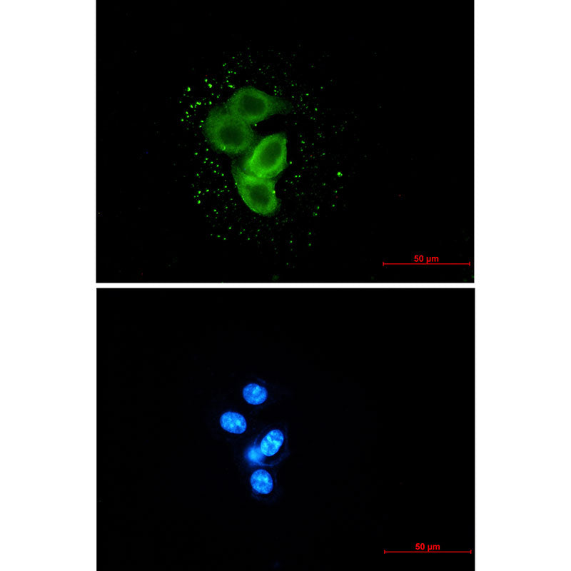 Anti-Meckelin Rabbit Monoclonal Antibody