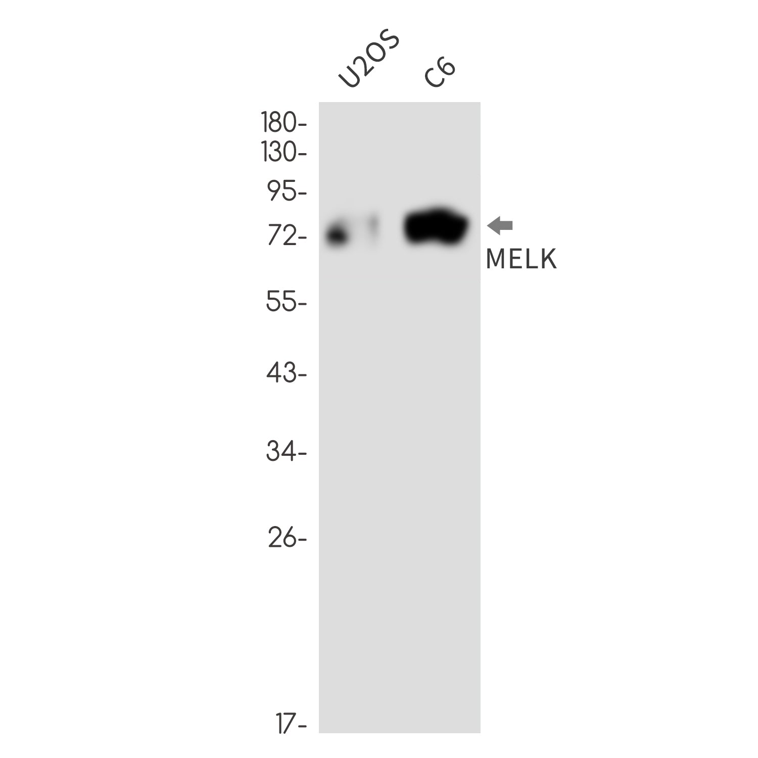 Anti-MELK Rabbit Monoclonal Antibody