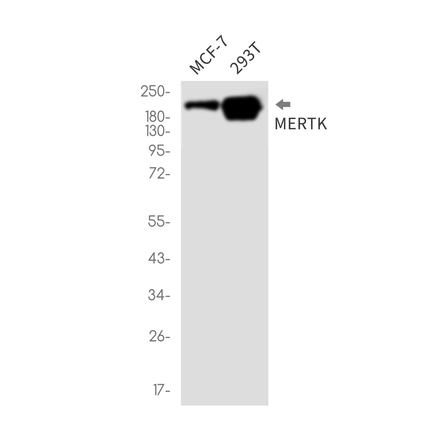 Anti-MERTK Rabbit Monoclonal Antibody