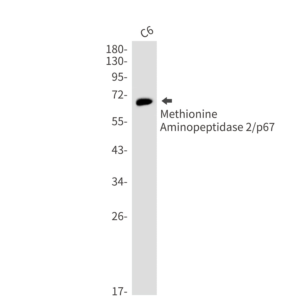 Anti-Methionine Aminopeptidase 2 Rabbit Monoclonal Antibody
