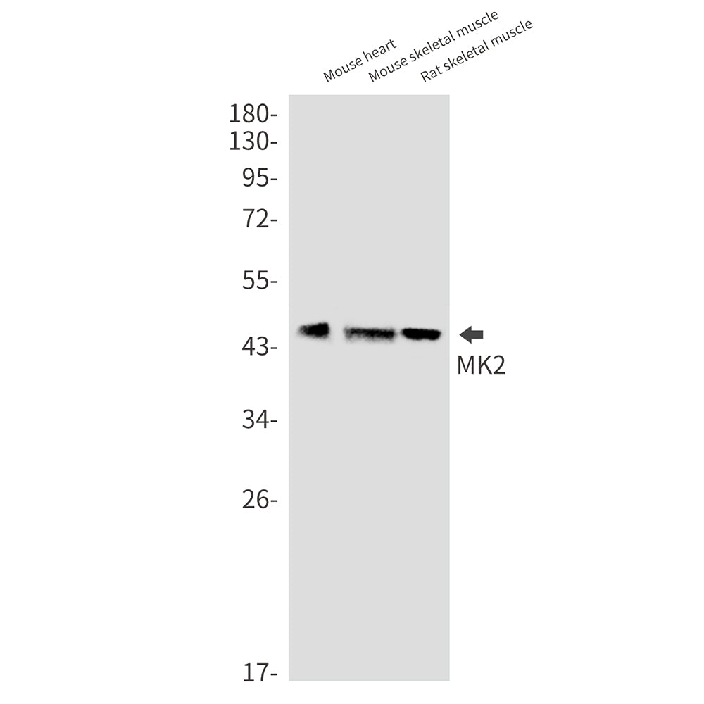 Anti-MAPKAP Kinase 2 Rabbit Monoclonal Antibody