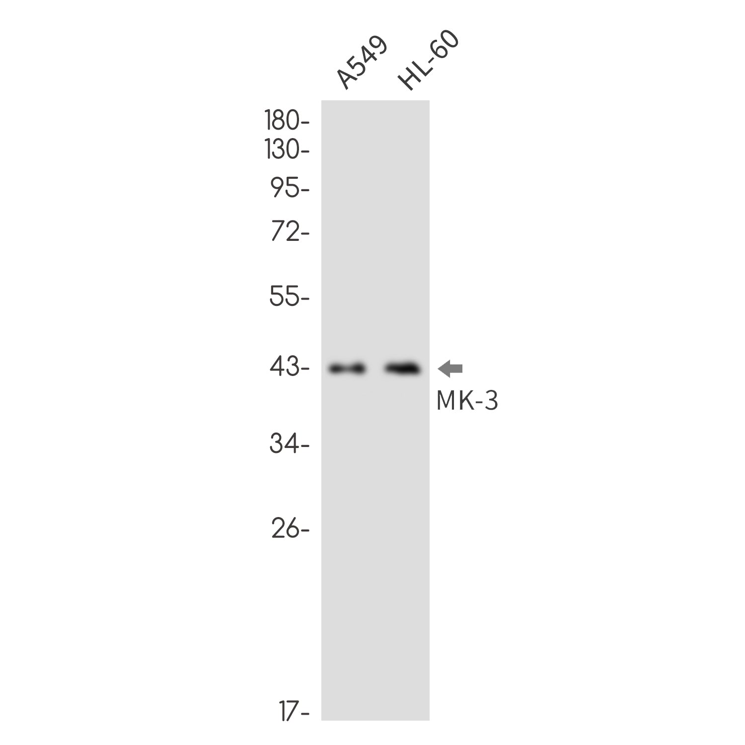 Anti-MAPKAP Kinase 3 Rabbit Monoclonal Antibody