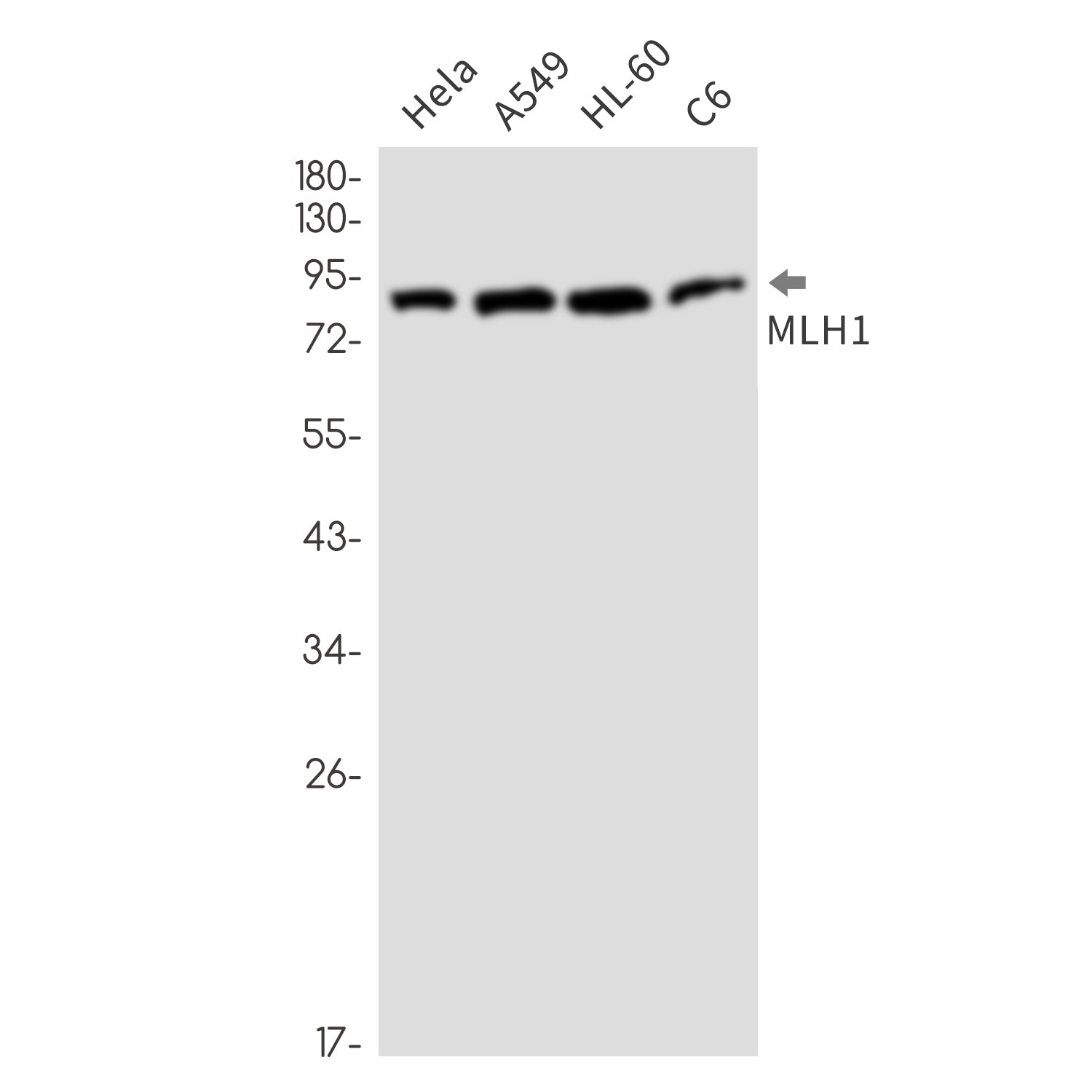 Anti-MLH1 Rabbit Monoclonal Antibody