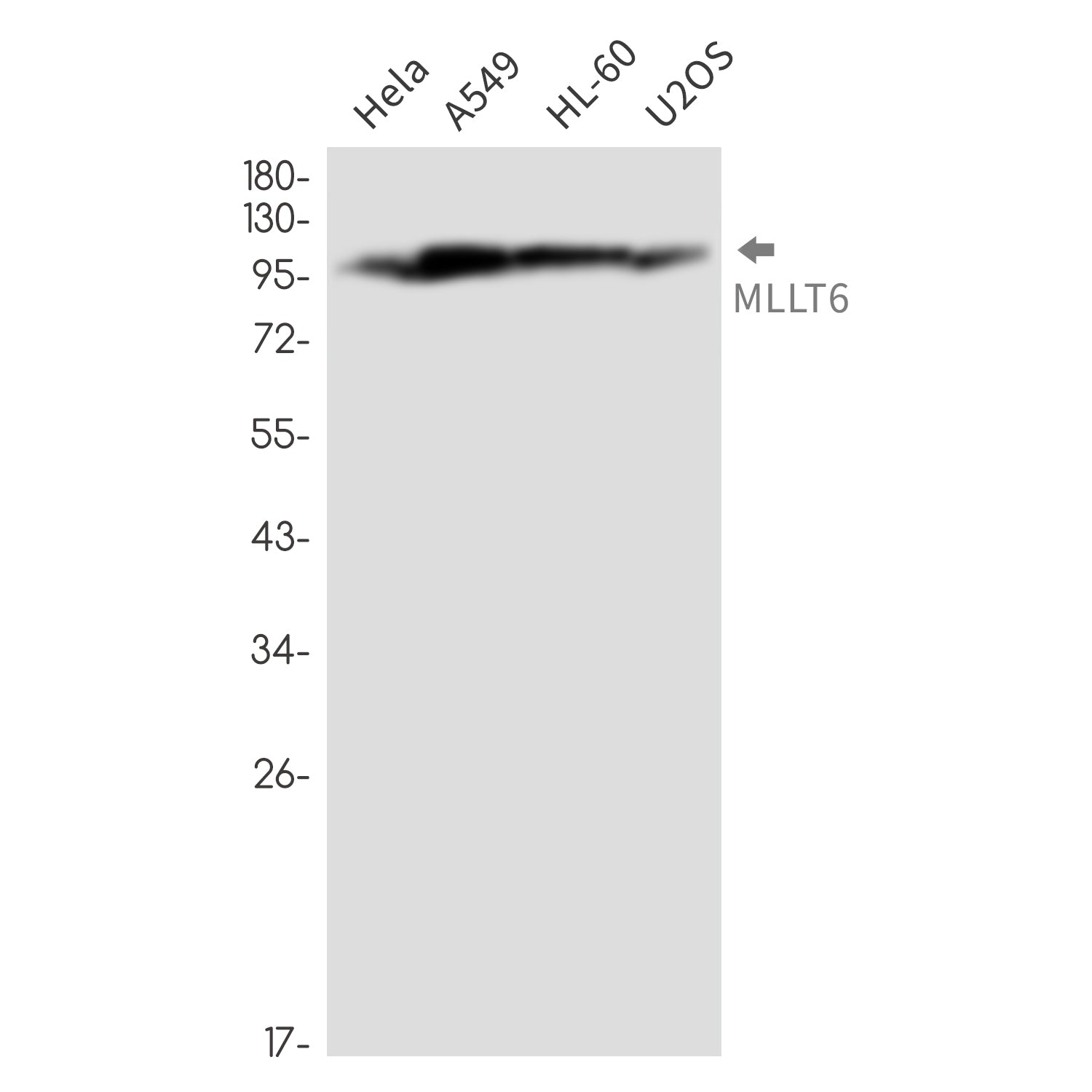 Anti-MLLT6 Rabbit Monoclonal Antibody