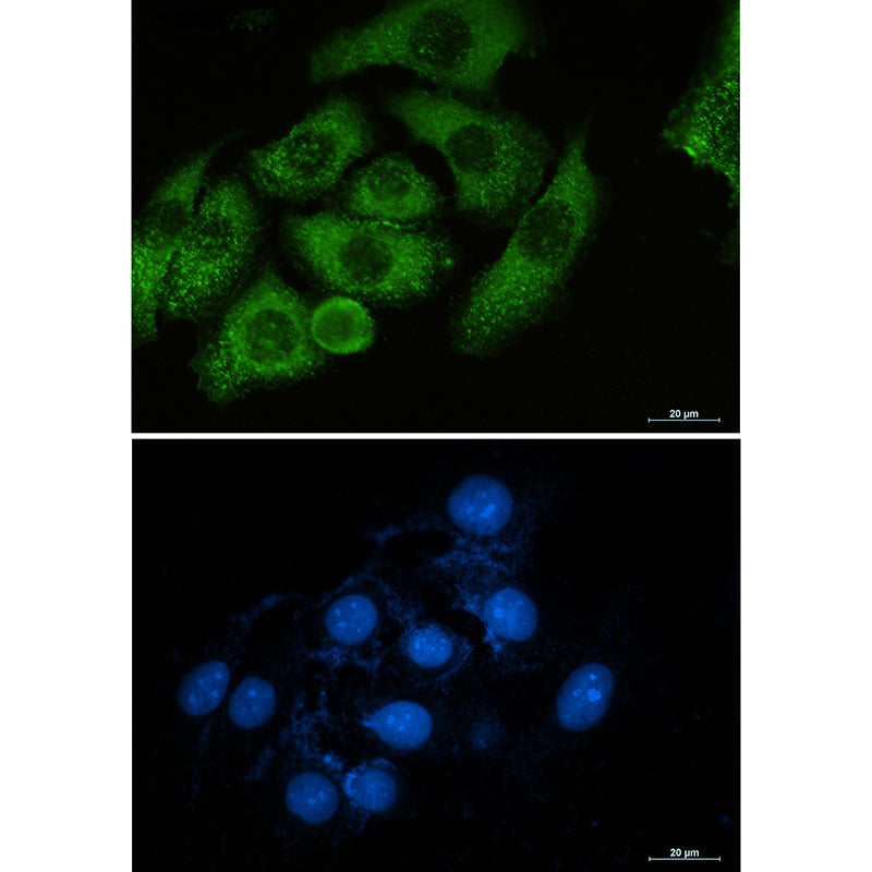 Anti-Moesin Rabbit Monoclonal Antibody