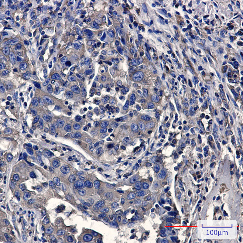 Anti-Moesin Rabbit Monoclonal Antibody