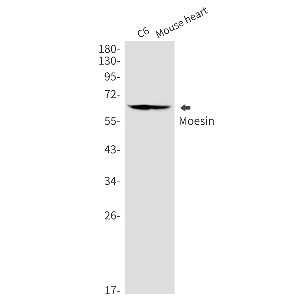 Anti-Moesin Rabbit Monoclonal Antibody
