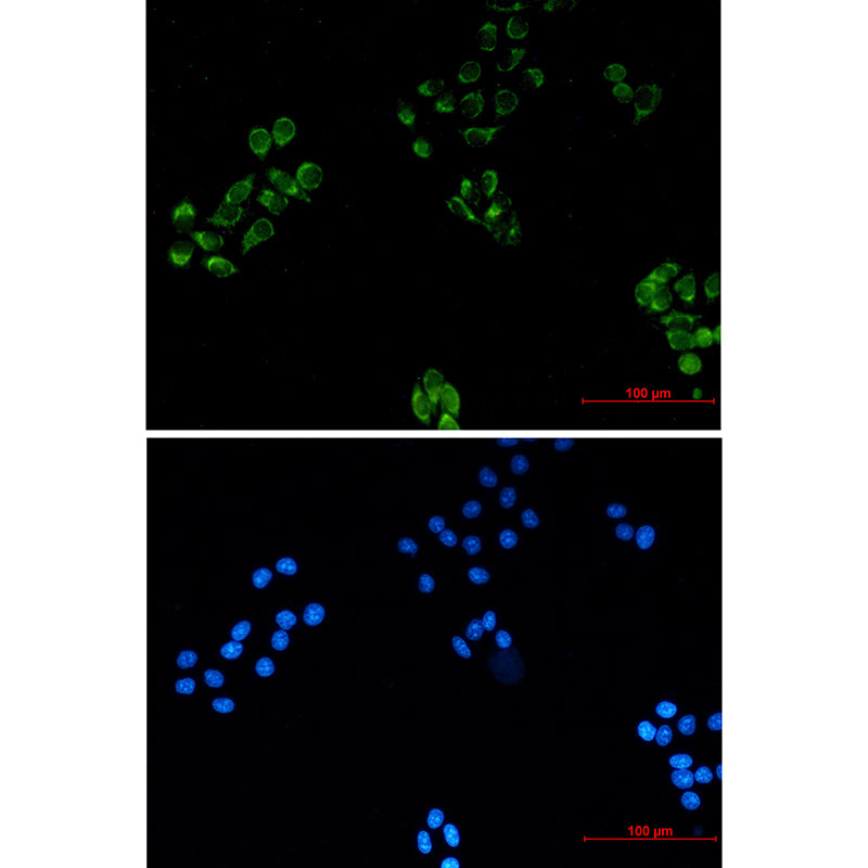Anti-MRPS18B Rabbit Monoclonal Antibody