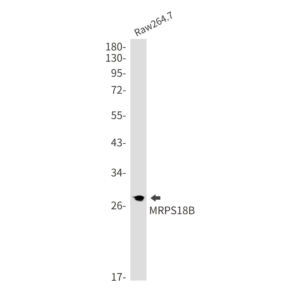 Anti-MRPS18B Rabbit Monoclonal Antibody