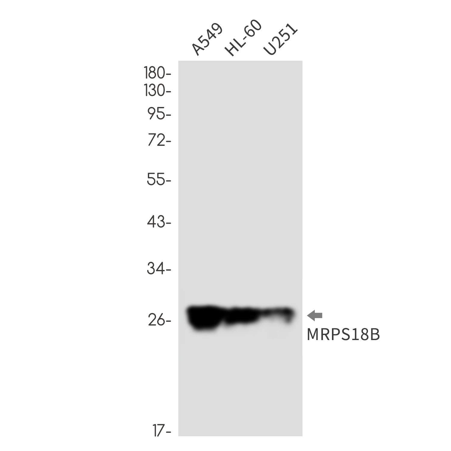 Anti-MRPS18B Rabbit Monoclonal Antibody