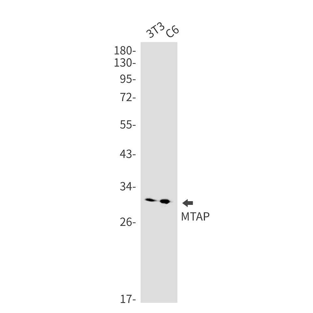 Anti-MTAP Rabbit Monoclonal Antibody