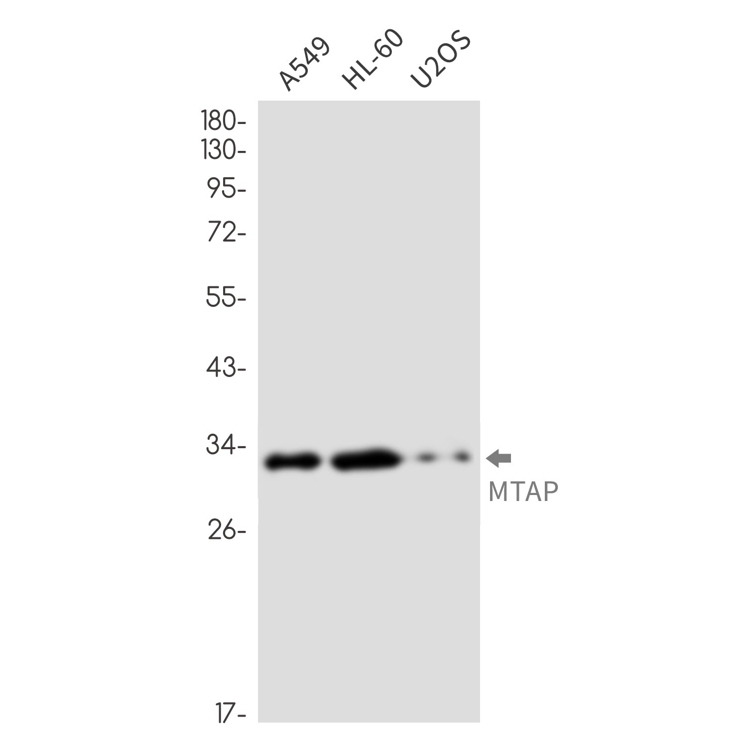 Anti-MTAP Rabbit Monoclonal Antibody