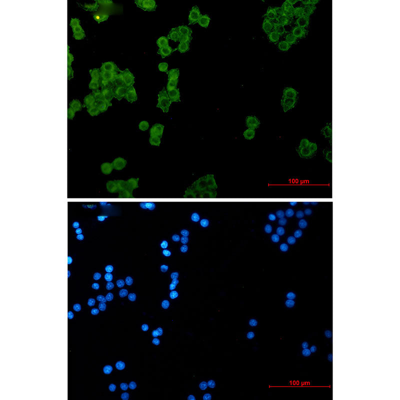 Anti-NDUFS1 Rabbit Monoclonal Antibody