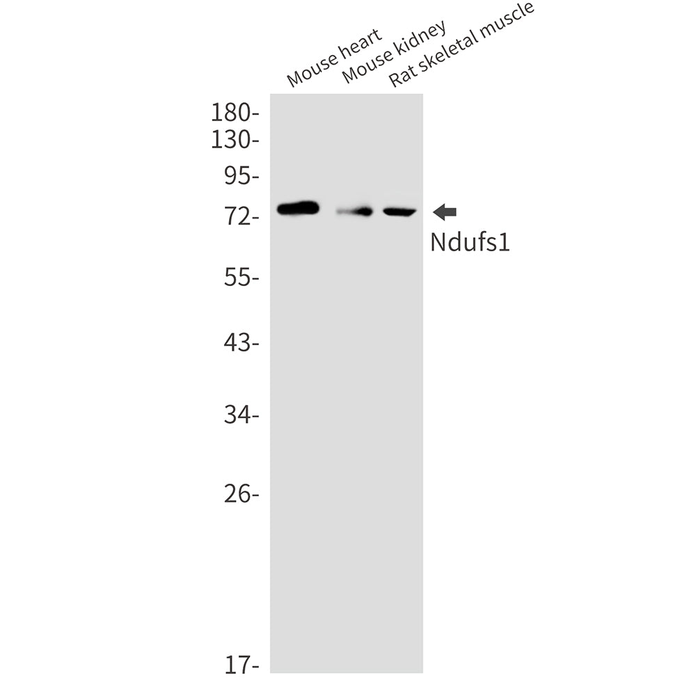 Anti-NDUFS1 Rabbit Monoclonal Antibody