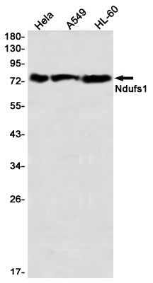 Anti-NDUFS1 Rabbit Monoclonal Antibody