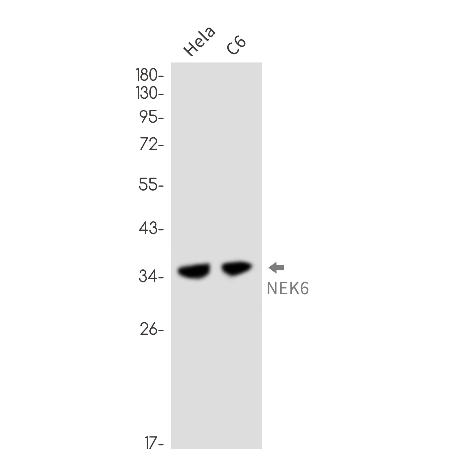 Anti-NEK6 Rabbit Monoclonal Antibody