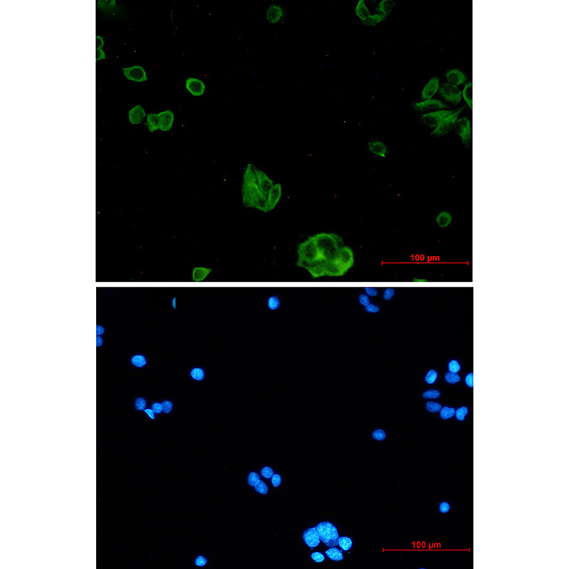 Anti-NgR3 Rabbit Monoclonal Antibody