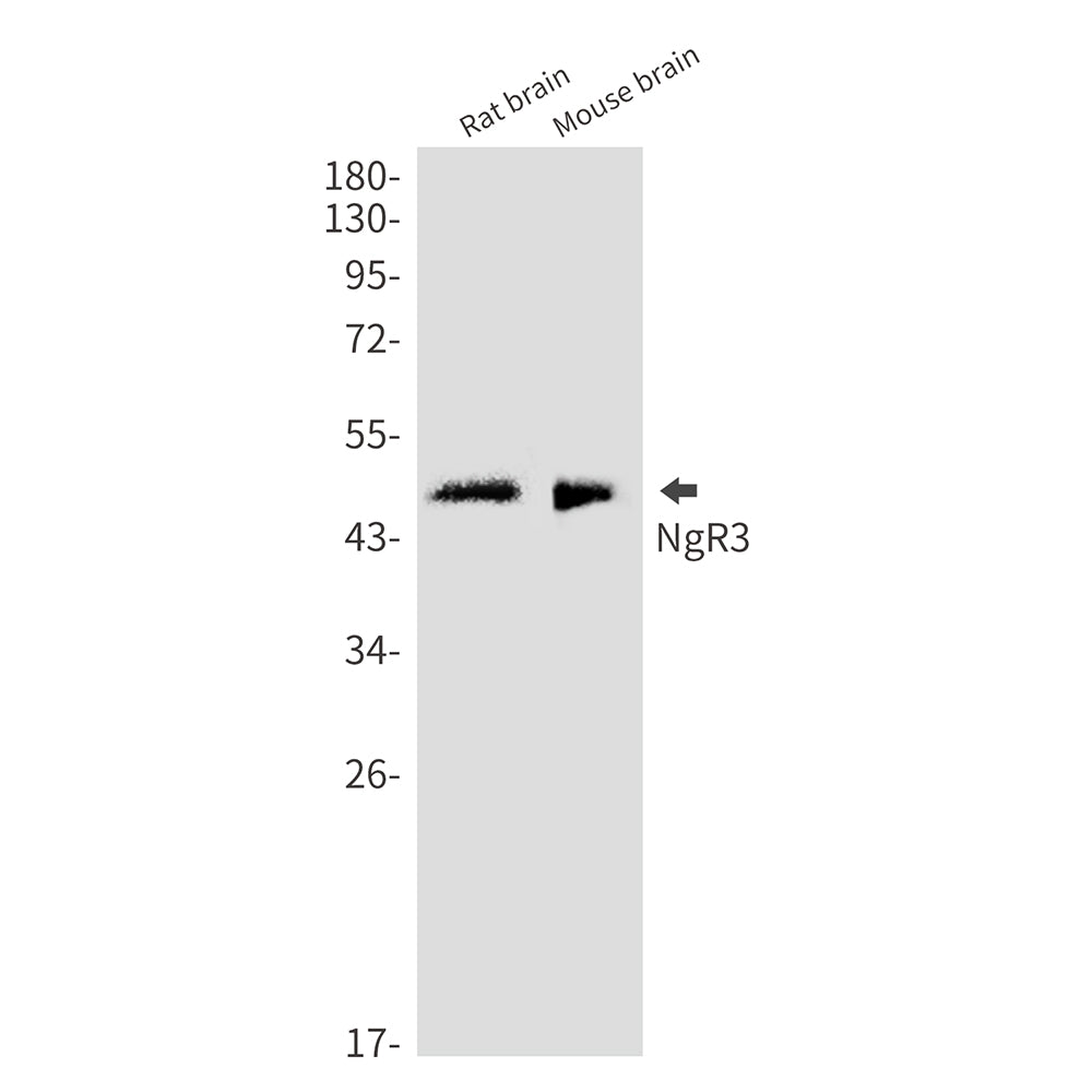 Anti-NgR3 Rabbit Monoclonal Antibody