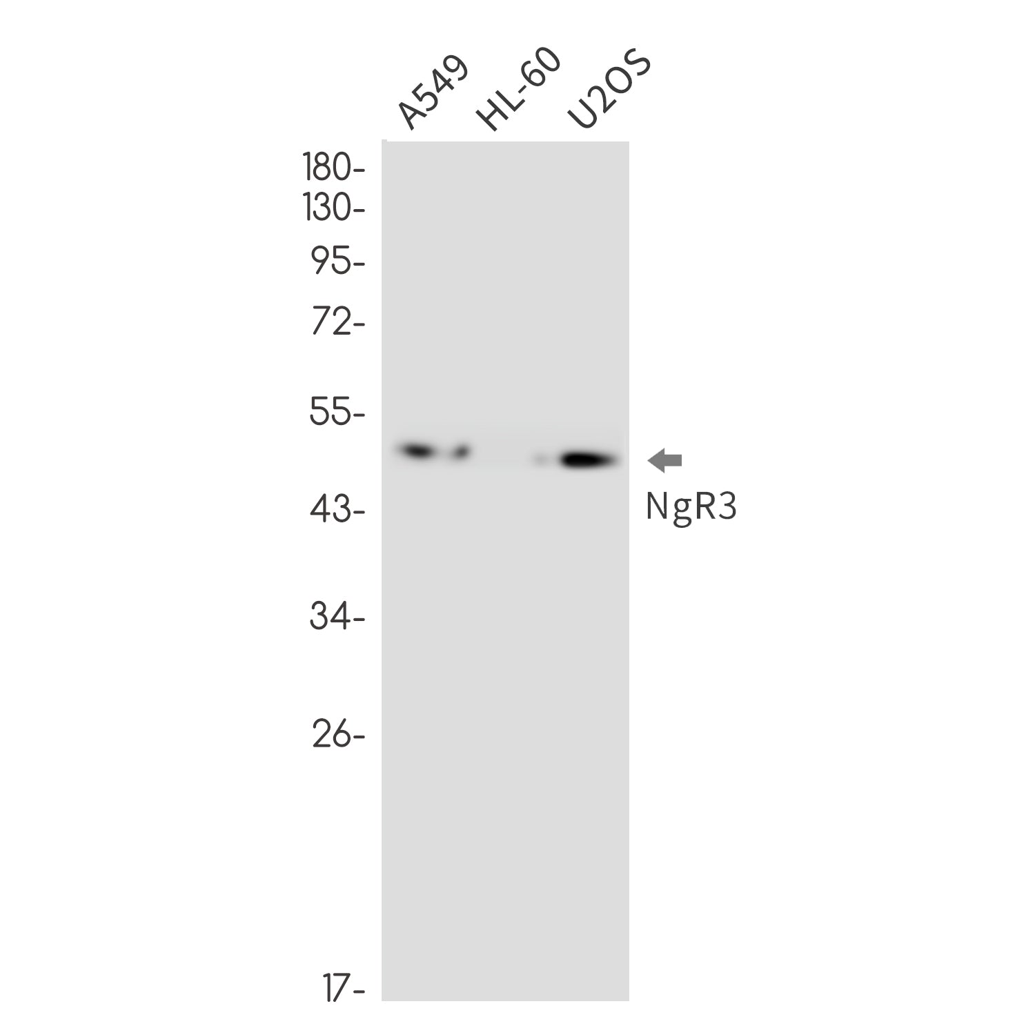 Anti-NgR3 Rabbit Monoclonal Antibody