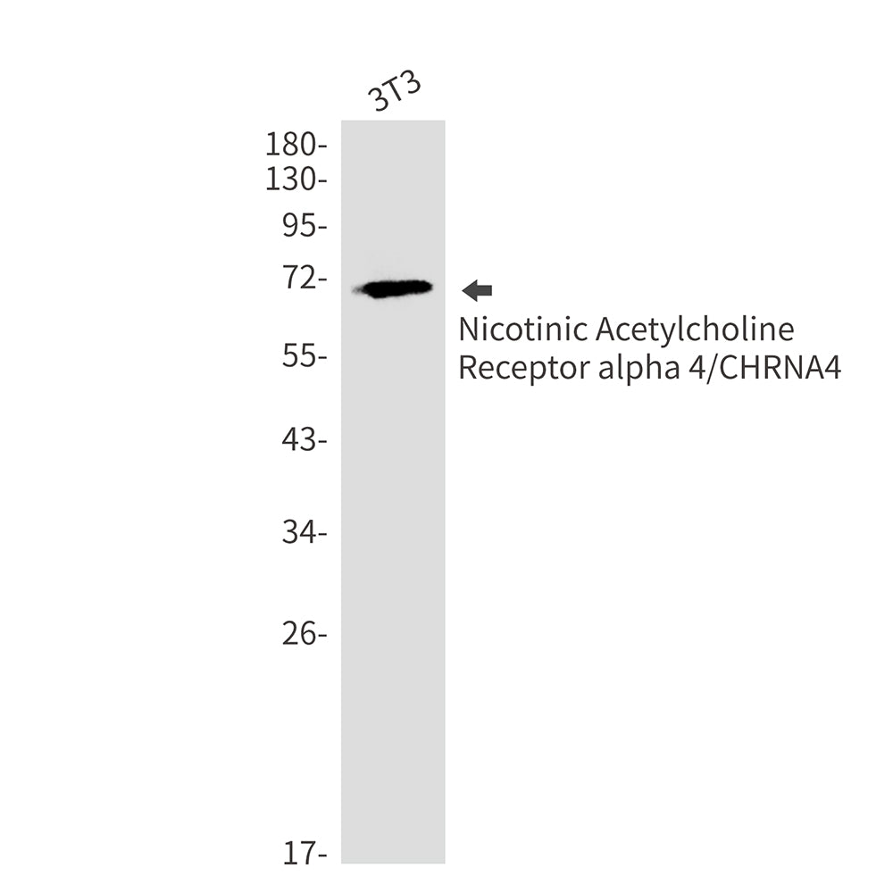 Anti-Nicotinic Acetylcholine Receptor alpha 4 Rabbit Monoclonal Antibody
