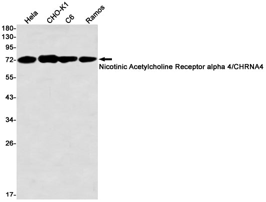 Anti-Nicotinic Acetylcholine Receptor alpha 4 Rabbit Monoclonal Antibody